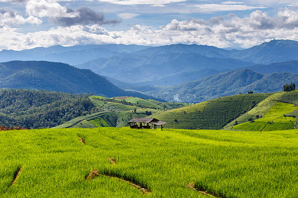 istock Green Terraced Rice Field in Pa Pong Pieng 621723512