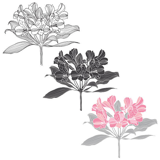 Alstromeria. Isolated vector elements on a white background. Vector illustration of alstromeria flower. Three different variants. alstroemeria stock illustrations