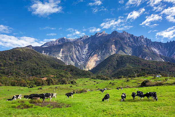 Rural landscape with grazing cows stock photo