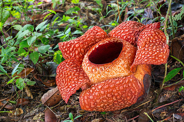 Rafflesia, the biggest flower in the world, Sarawak, Borneo, Malaysia stock photo