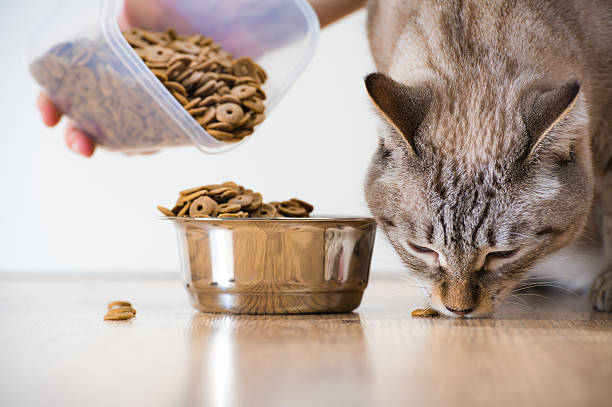 istock Woman feeding hungry pet cat 621724870