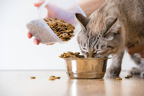 istock Woman feeding hungry pet cat 621724924