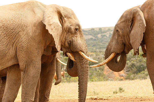 istock Bush Elephants sizing up their tusks 621724928