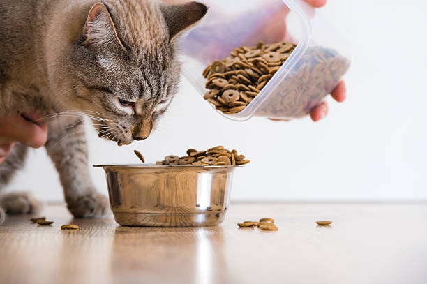 istock Young cat eating at home from its bowl 621724978