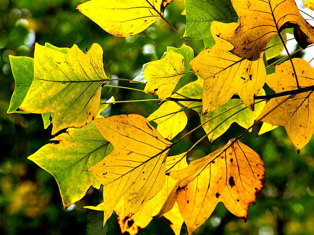 istock Fall Tree Leaves Turning Colors Against Green Background Blurred Trees 621725042