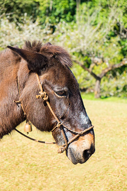 mula marrón pastar ángulo lateral y ciruela china - mule bizarre photography animal fotografías e imágenes de stock