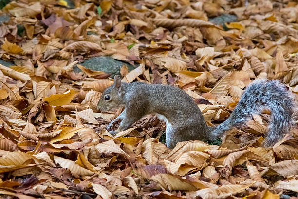istock gray squirrel in the foreground eating peanut 621725690