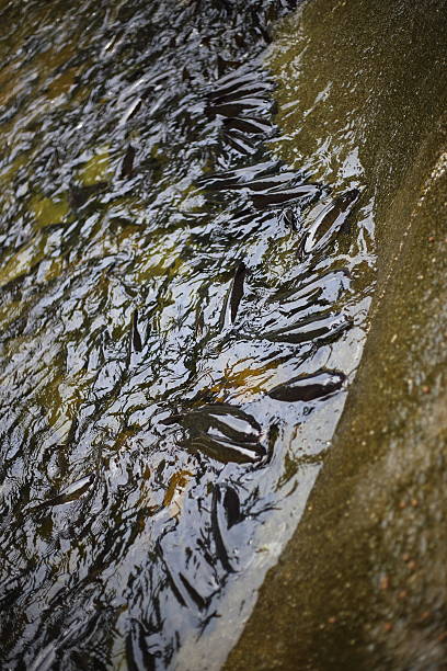istock fish in Khao Cha Mao Waterfall 621726280