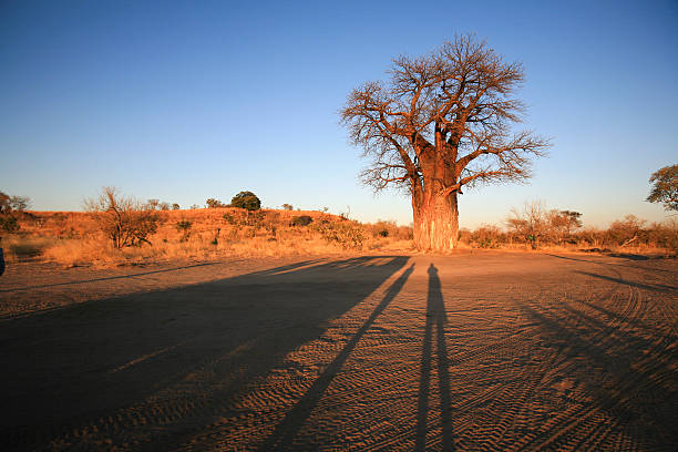 Baobab (Adansonia digitate) at sunset in Savuti, Chobe National Park, Botswana. This species is native to the dry and hot savannahs of Africa. Baobabs my live over 1000 years and because of this, and their strange appearance, are the protagonists of the myths and legends of numerous African communities that call them upside down tree, dead-rat tree, monkey bread, tree of life, bottle tree, etc.