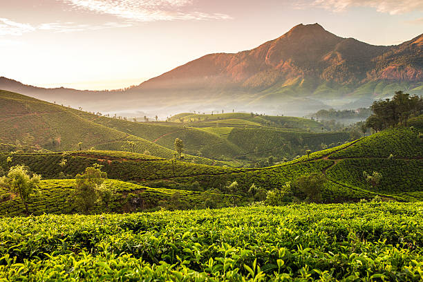 istock Sunrise over tea plantations in Munnar, Kerala, India 621727348