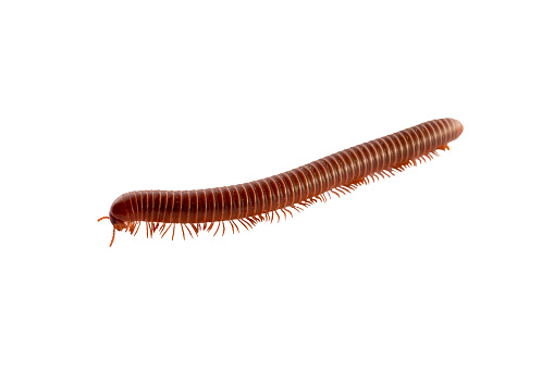 Close up of a House Centipede