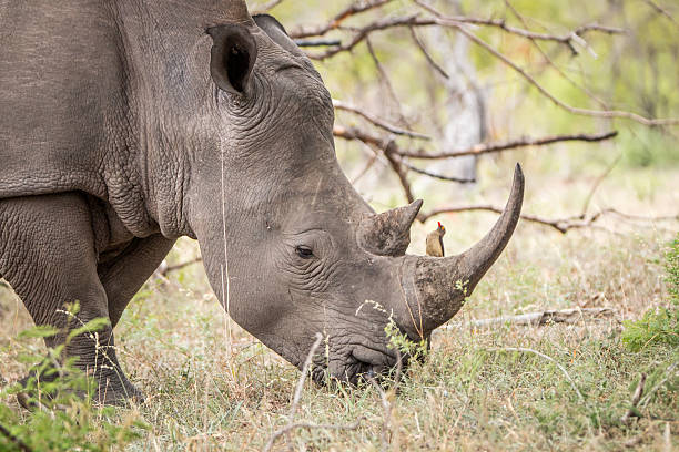 istock Grazing White rhino with a Red-billed oxpecker. 621728366