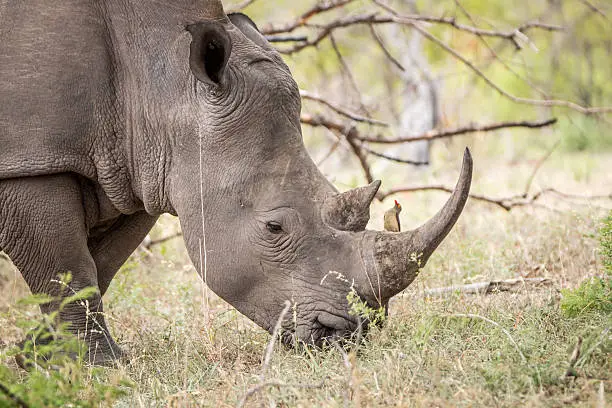 Grazing White rhino with a Red-billed oxpecker in the Kruger National Park, South Africa.