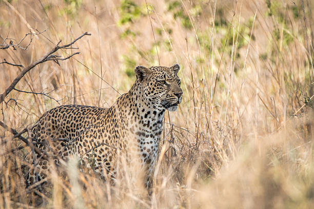 istock A Leopard blending in in the high grass. 621728374