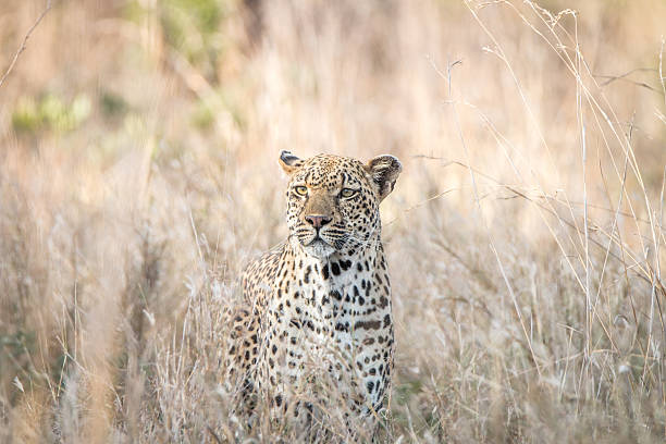 istock A Leopard blending in in the high grass. 621728402