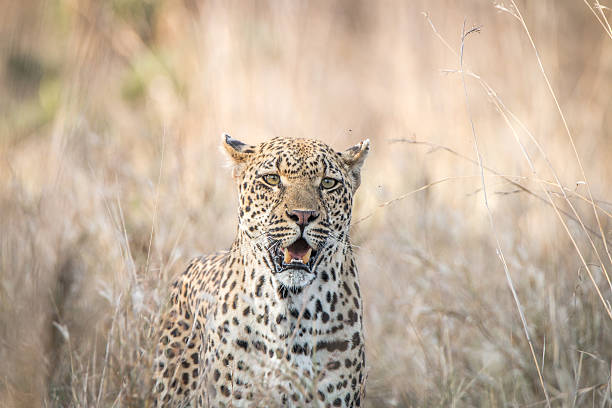 istock A Leopard blending in in the high grass. 621728418