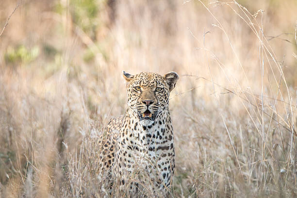 istock A Leopard blending in in the high grass. 621728434