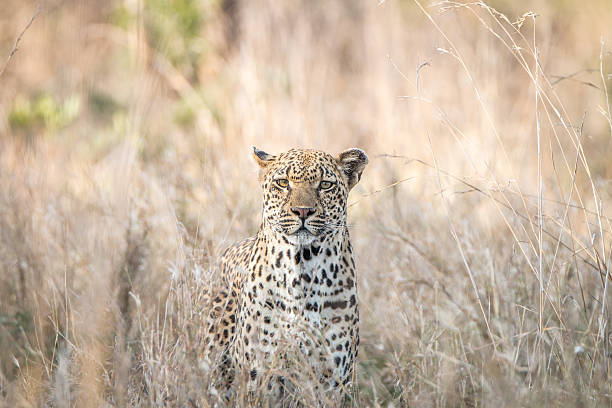 istock A Leopard blending in in the high grass. 621728490