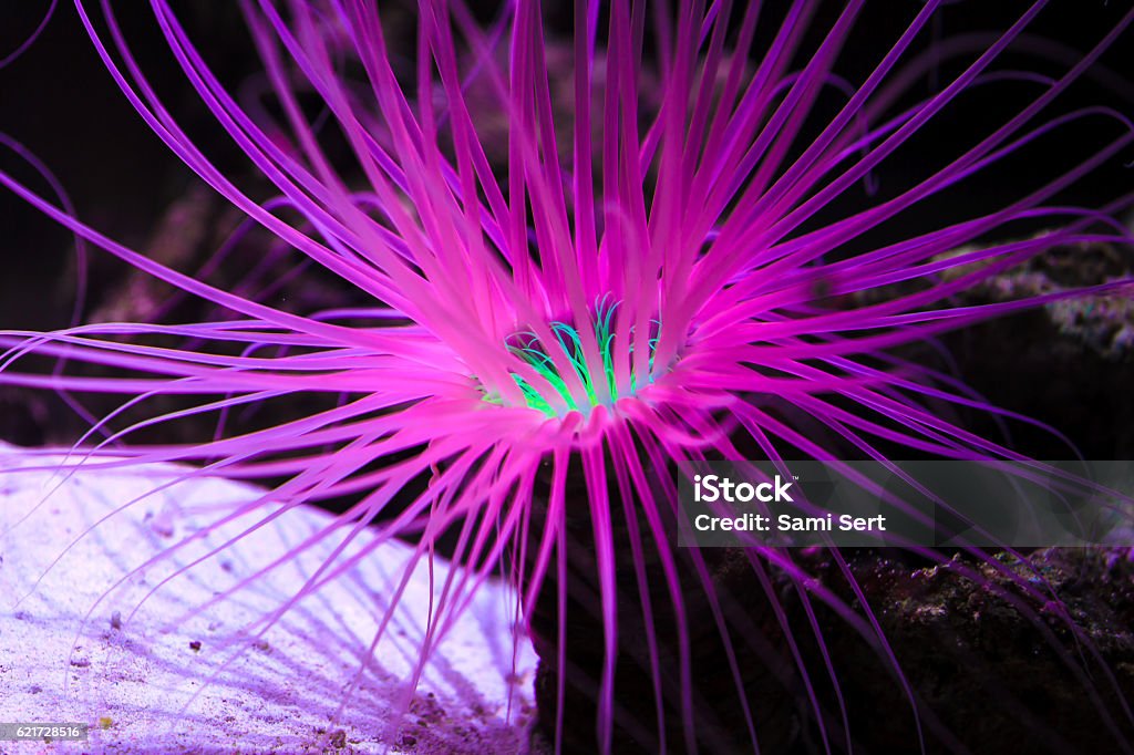 Close up of purple coral reef underwater Healthy pink coral reef glowing under sea water Fluorescent Stock Photo