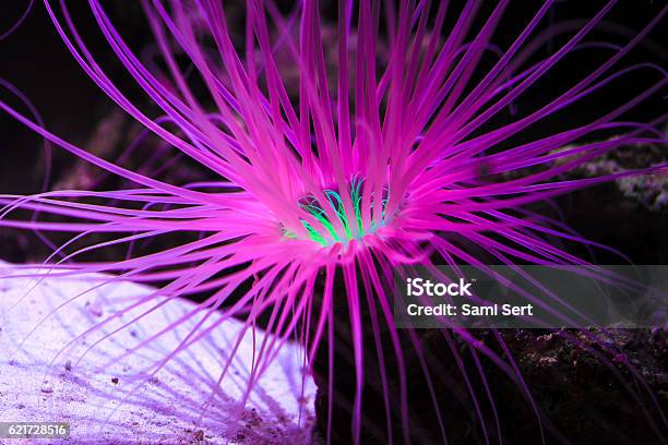 Close Up Of Purple Coral Reef Underwater Stock Photo - Download Image Now - Fluorescent, Coral - Cnidarian, Animal