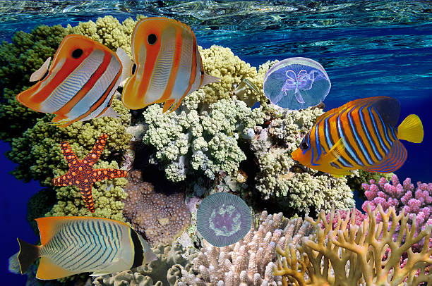 istock Coral reef with soft and hard corals with exotic fishes 621728608