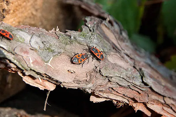 Colony of firebugs, also known as pyrrhocoris apterus on a tree trunk, Moss and fungus growing on the old tree.