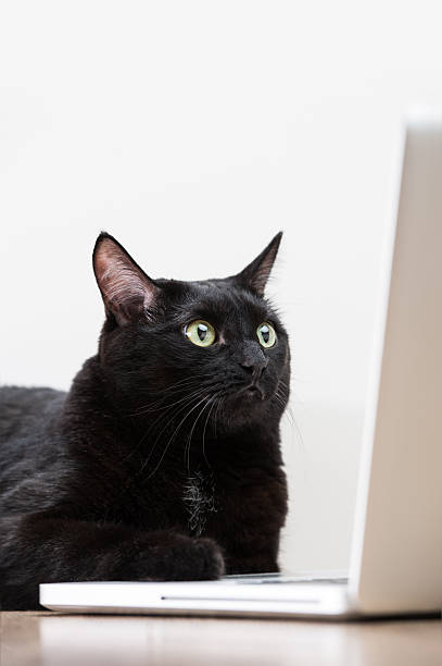 istock Home black cat looking at laptop screen and surfing 621728650