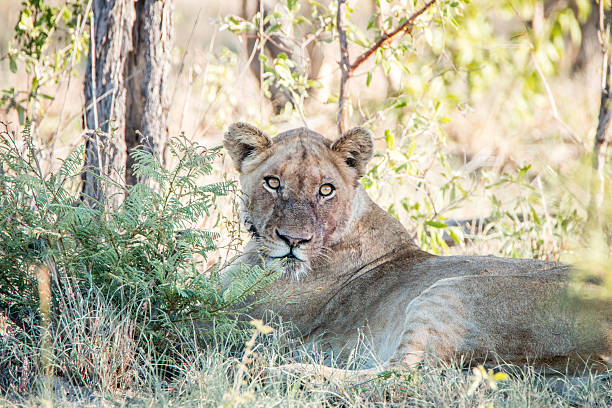 istock Lioness laying in the grass. 621728666