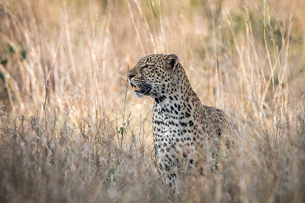 istock A Leopard blending in in the high grass. 621728678