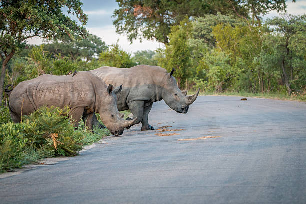 istock Two White rhinos crossing the road. 621728684