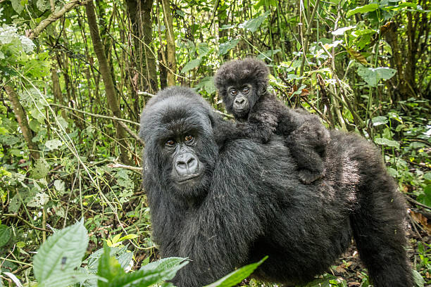 bébé gorille des montagnes assis sur sa mère. - gorilla safari animals wildlife photography photos et images de collection