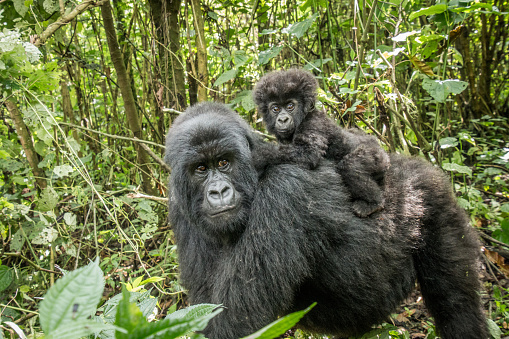 Baby Mountain gorilla sitting on his mother in the Virunga National Park, Democratic Republic Of Congo.