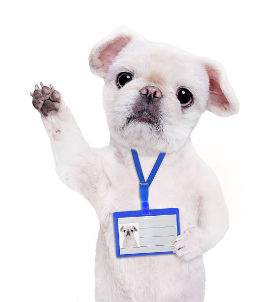 istock Dog wear blank white badge mockup . 621728852