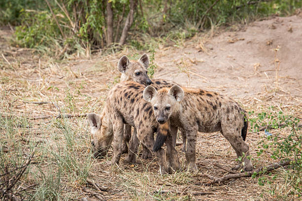 istock Three young spotted hyenas in the Kruger. 621729018