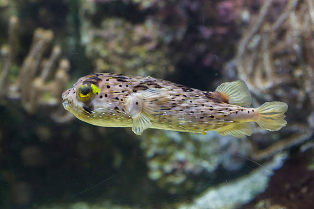 Longspined porcupinefish (Diodon holocanthus) Longspined porcupinefish (Diodon holocanthus), also known as the freckled porcupinefish. balloonfish stock pictures, royalty-free photos & images