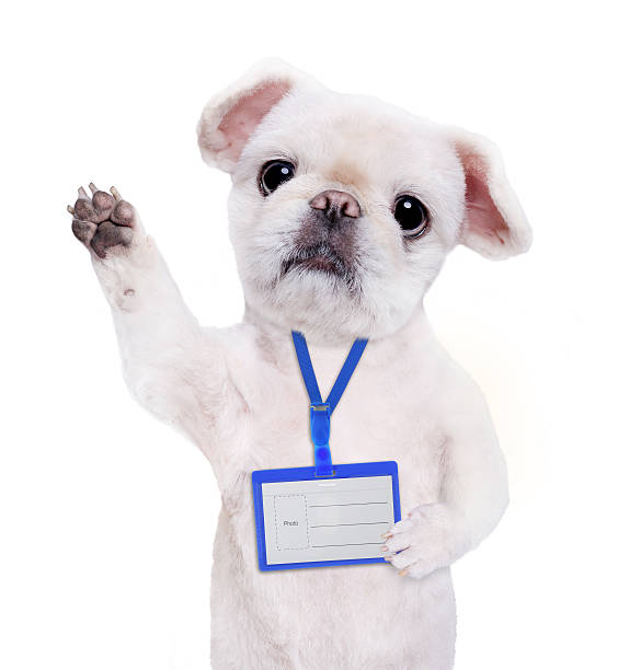 istock Dog wear blank white badge mockup . 621729126