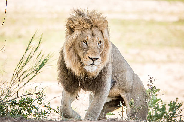 istock Huge male Lion walking towards the camera. 621729252