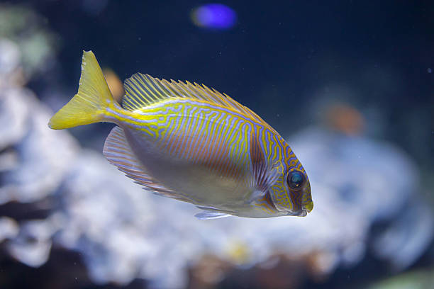 Scribed Rabbitfish 50+ Doliatus Stock Photos, Pictures & Royalty-Free Images - iStock
