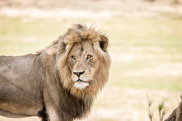 istock Starring huge male Lion. 621729280