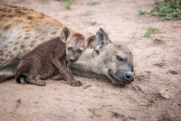 istock Baby Spotted hyena with his mother. 621729314
