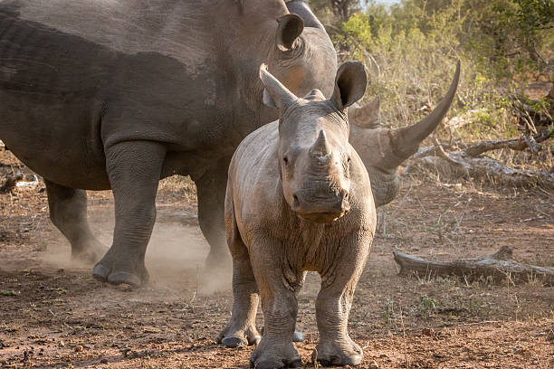 istock Baby White rhino with his mother. 621729346