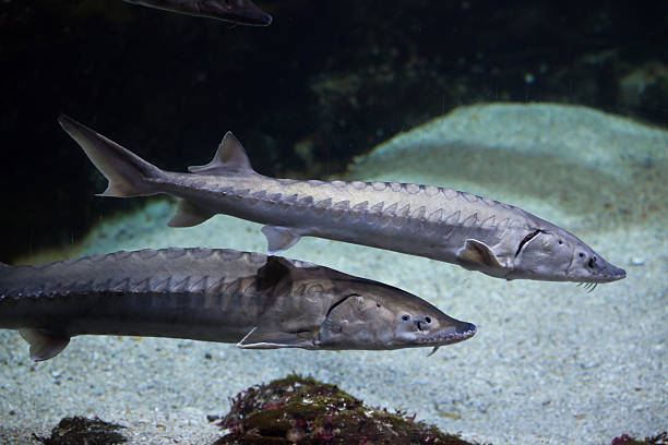istock European sea sturgeon (Acipenser sturio) 621729410