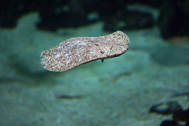 Turbot (Scophthalmus maximus). Turbot (Scophthalmus maximus). Marine fish. turbot stock pictures, royalty-free photos & images