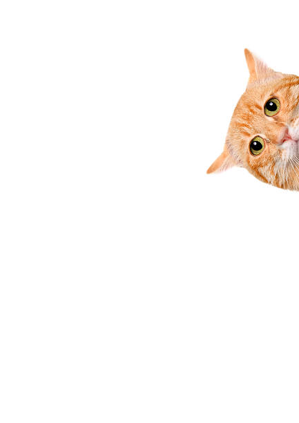 istock Cat over blank posterboard, you add the message. 621729516
