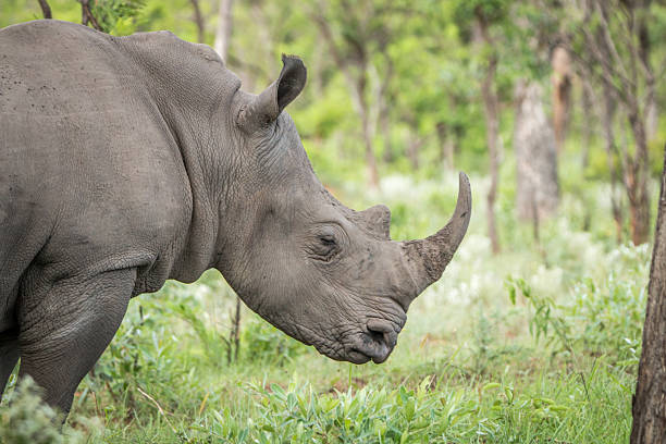 istock Side profile of a White rhino. 621729540