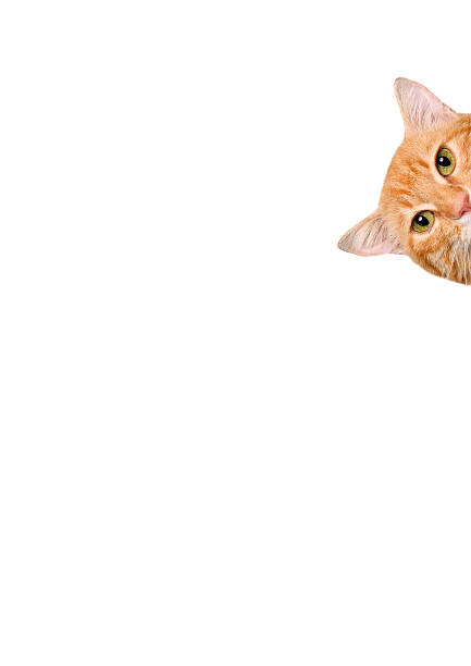 istock Cat over blank posterboard, you add the message. 621729622