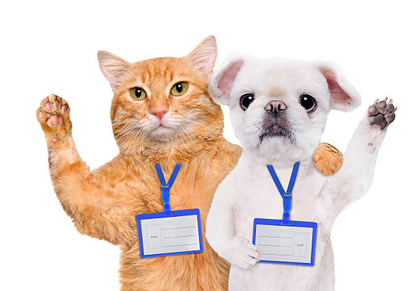 Dog and cat wear blank white badge mockup . stock photo