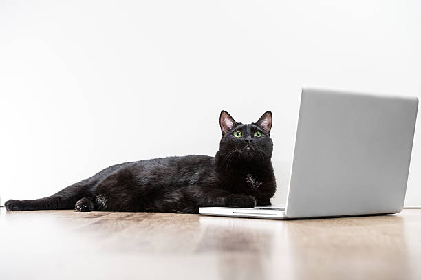 istock Home black cat lying and looking at laptop screen 621729866