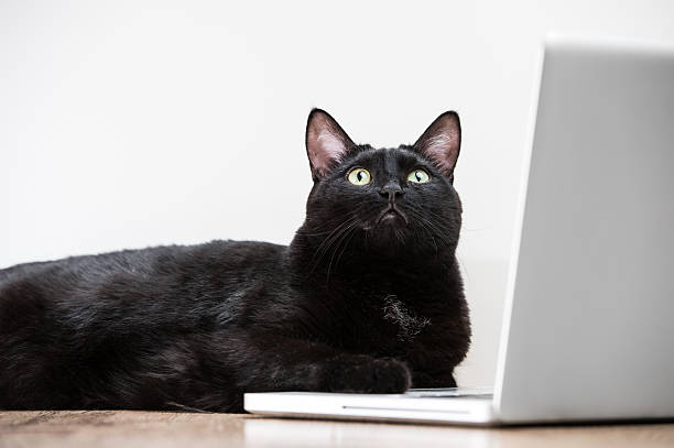 istock Home black cat lying and looking at laptop screen 621729932