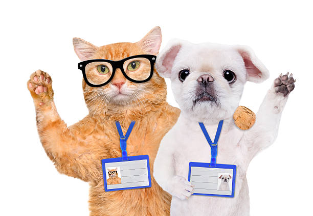 istock Dog and cat wear blank white badge mockup . 621730266